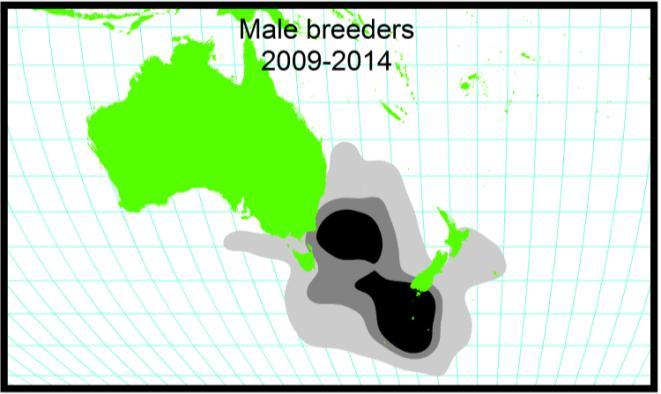 females are still making more use of oceans to the east of New Zealand 14 than they did in 1994-2003 (Figures 7 & 8) and this is most obvious in non-breeding