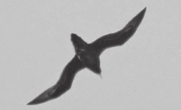 18 ARTICULOS Figure 4. Henderson Petrel (Pterodroma atrata), 4 March 2003.