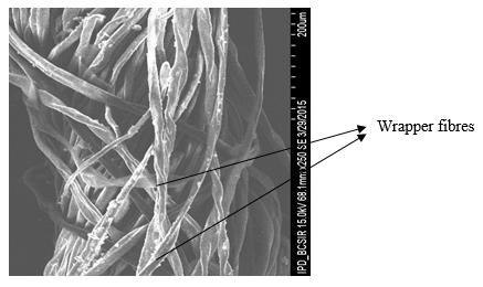 Fig 2: SEM structure of rotor yarn Fig 3: SEM structure of compact yarn (16 Ne) Fig 4: SEM structure of siro yarn (16 Ne) It is clearly seen that compact yarn has the most even and close structure.