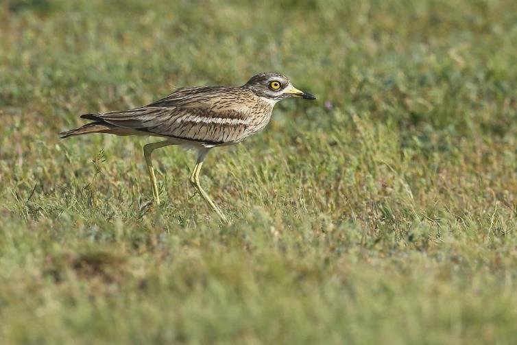 Eurasian Stone-curlew (Dániel Balla) SYTEMATIC BIRD LIST: Species marked with (H) were only heard on the tour. Species marked with (LO) were recorded only by the leader.