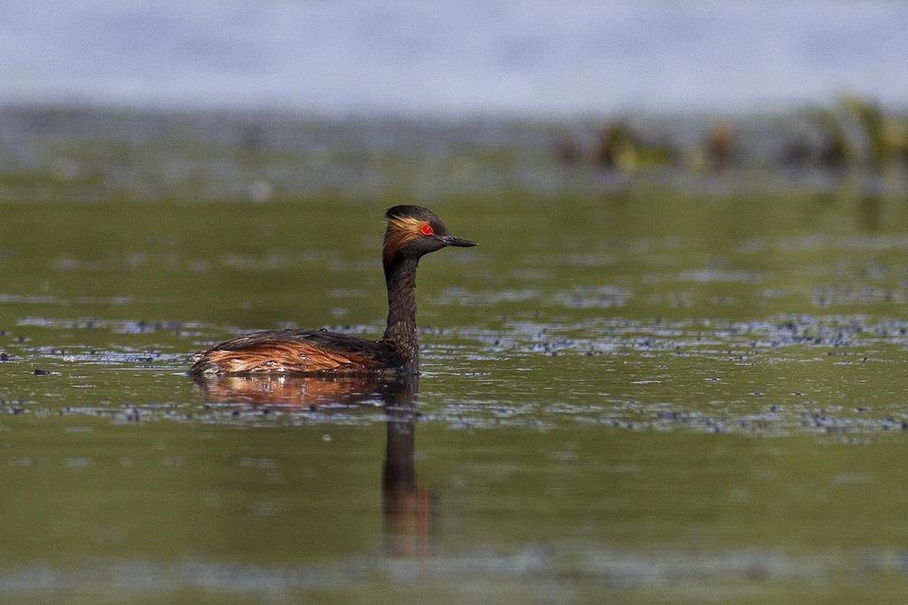 Black-necked Grebe (Dániel Balla) Red-necked Grebe Podiceps grisegena: We saw a few pairs at their nesting sites in the Delta.