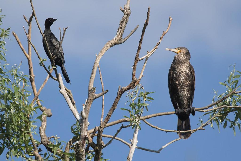 Pygmy Cormorant and Great Cormorant sitting on the same tree (Stefan Eichenberger) Glossy Ibis Plegadis falcinellus: We saw a flock of 10 birds feeding in front of us in the Delta and 1 bird on Letea.