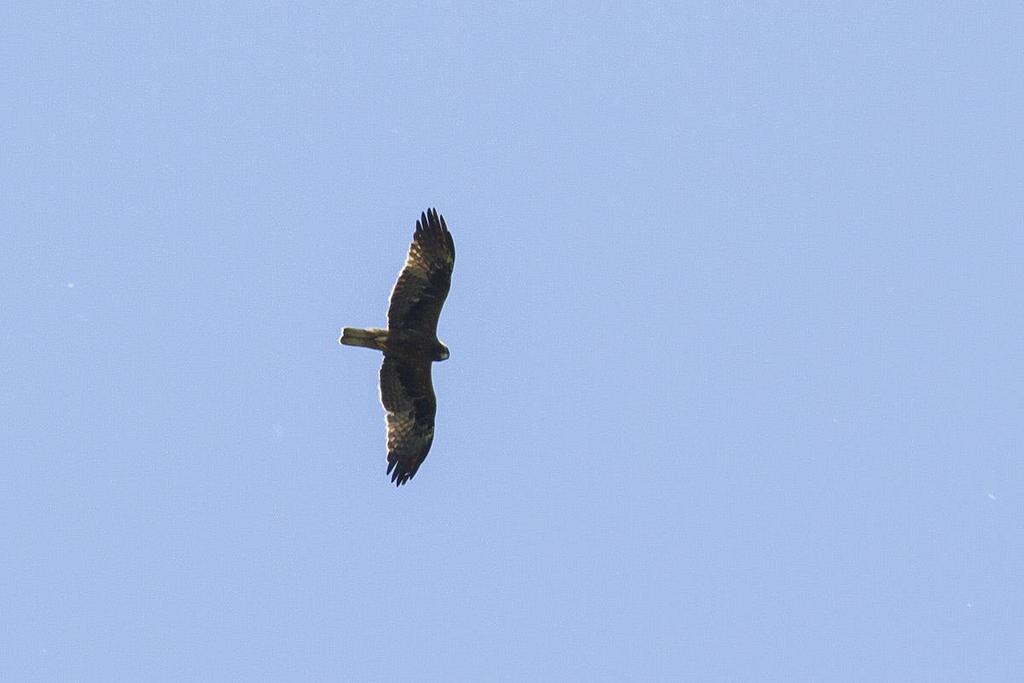 Dark morph Booted Eagle (Dániel Balla) Common Moorhen Gallinula chloropus: A few birds were seen in the Delta.