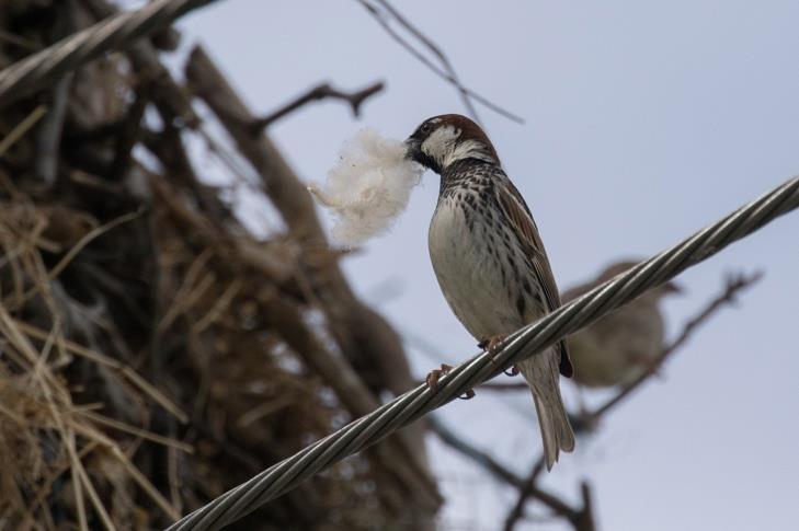 Spanish Sparrow nest building (by tour participant Stefan Eichenberger) Sunday, 20th May In the morning we had an optional pre-breakfast walk in the village where we got very nice scope views of a