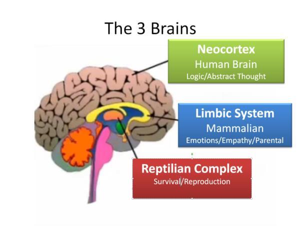 Trauma and the Brain