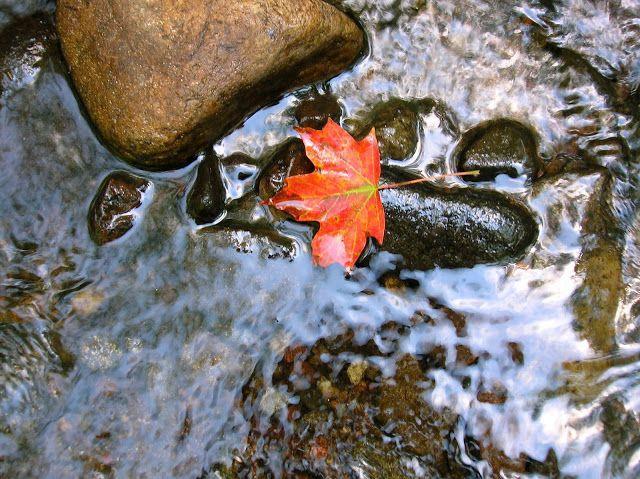 Mindfulness Activities Poems for Young Children I watch the stream. Each thought is a floating leaf. One leaf is worry, Another leaf is sadness.