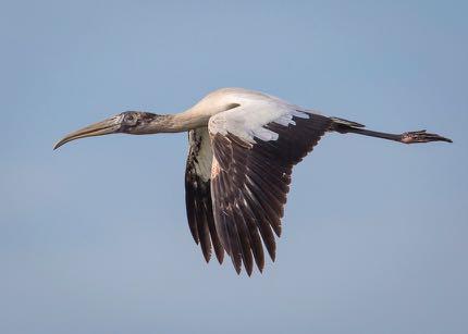 Wood Stork, Celery Fields, FL