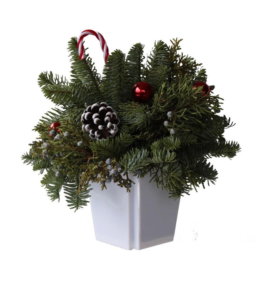 Candy Cane Arrangement A delightful entry level arrangement of Noble Fir, Berried Juniper, painted cones, Christmas decorations and a candy cane all in a four by four inch container.