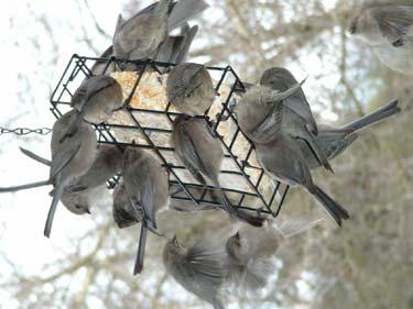 Regional Rank #16 Seen at 36% of feeders Average flock size = 5.1 Continental Rank #55 Bushtit L. Schwab Suet Suet At about 1/5 of an ounce, the Bushtit ranks among the world s smallest songbirds.