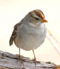 White-crowned Sparrow Regional Rank #6 Seen at 77% of feeders Average flock size = 5.
