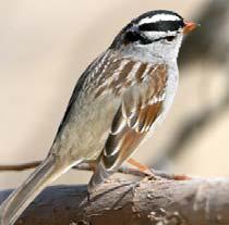 The sedentary race lives in a very narrow band along the California coast. Most White-crowned Sparrows visit feeders early or late in the day.