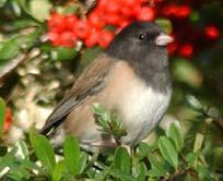 Cool Fact: The sociable junco spends its winter in a flock of up to 30 birds who remain together throughout the season.