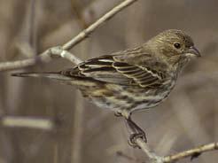 the ancestral stock, which is from Western North America, is resident. Cool Facts: House Finches were introduced to eastern North America in the 1940s by pet dealers.
