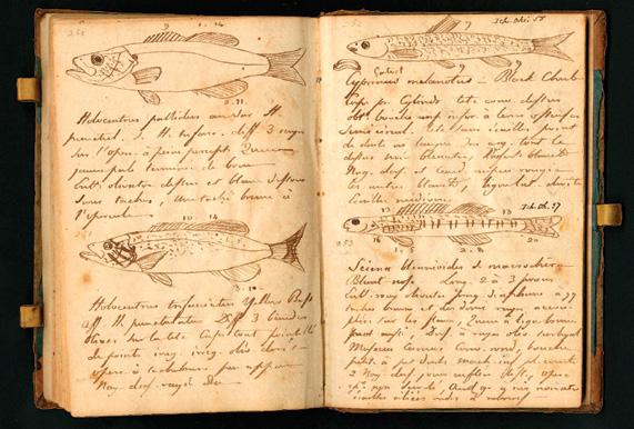 Top, Naturalist Constantine Samuel Rafinesque s field notebook from an 1818 trip from Philadelphia to Kentucky. Background image from Petri Bellonii Cenomani by Pierre Belon. Apud C.