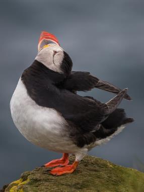 Puffin Yoga By Victoria
