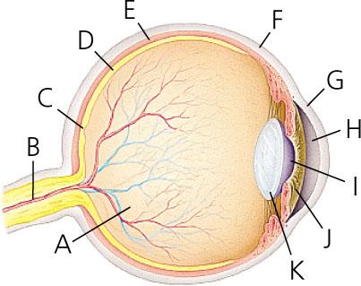 Letter G points to the cornea Light reflected from an object first passes into the body through this outermost lens,