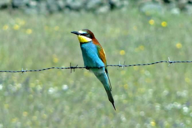 Bee-eater by Angela Baldock Great Spotted Cuckoo