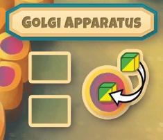 GOLGI APPARATUS The Golgi Apparatus is the second step in the process of completing a Protein Hormone, Steroid Hormone, Protein Hormone Receptor or Steroid Hormone Receptor Card.
