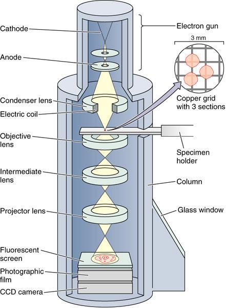 Outline: This section of the course describes main components of the scanning electron microscope: pumping systems, electron sources, electron optics and detectors.