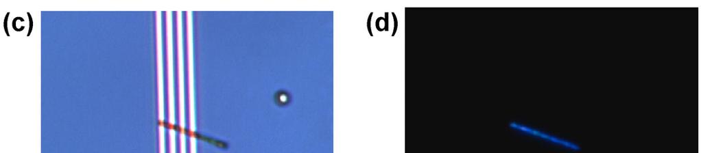 Figure S7 Bright field optical image of a B-CsPbI 3 nanowire (a) and a Y-CsPbI 3 nanowire (c) on Au gold electrode, with corresponding PL images to confirm black phase (b) and yellow phase (d).
