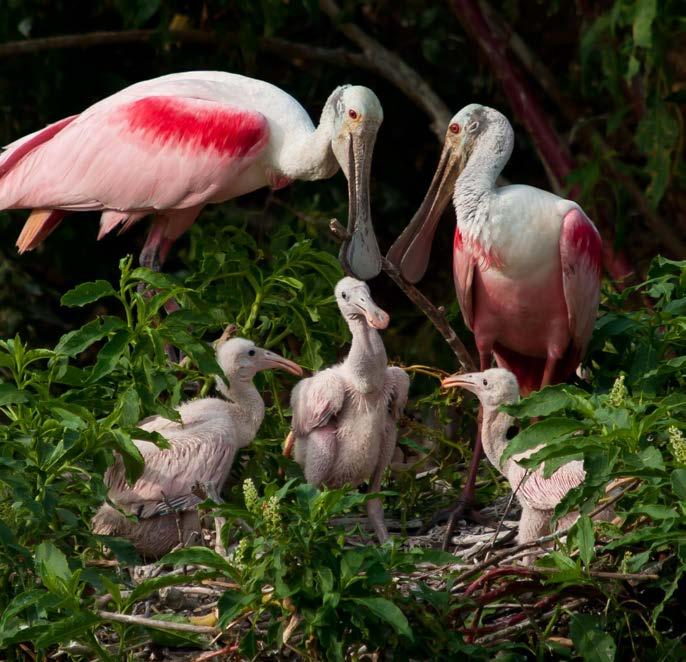 Species like Roseate Spoonbills, American Oystercatchers, and Wood Storks will benefit from
