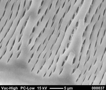 Table Top SEM Plant Product High quality SE image with conductive