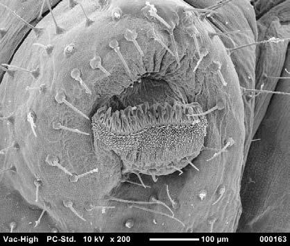 mag: 800 (with coating) Larva of butterfly, Secondary