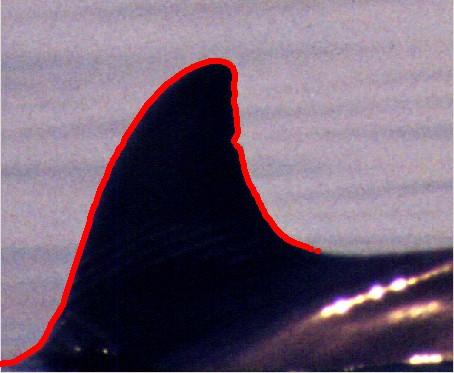 image of low contrast between the fin and background. In these images, the fin and background regions had similar intensities despite visible differences in hue.