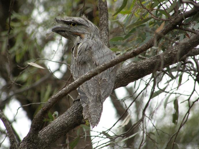 observed on Pike River floodplain (photo supplied by