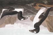 Historical Examples of Overkill in North America Great auk (Alcidae) Passenger pigeon (Columbidae) Steller s sea cow (Sirenia) Great Auk - Extinct by 1857 Penguin-like flightless 10 kg seabird