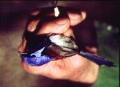 Corridors Affect Survival and Population Growth in Fragmented Habitats Studies of the blue-breasted Fairy wren By L. & M.