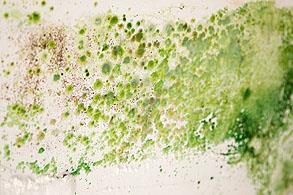 Type of Surfaces Surface Preparation - 4 Surface observed with fungus, algae and/or mildew growth.