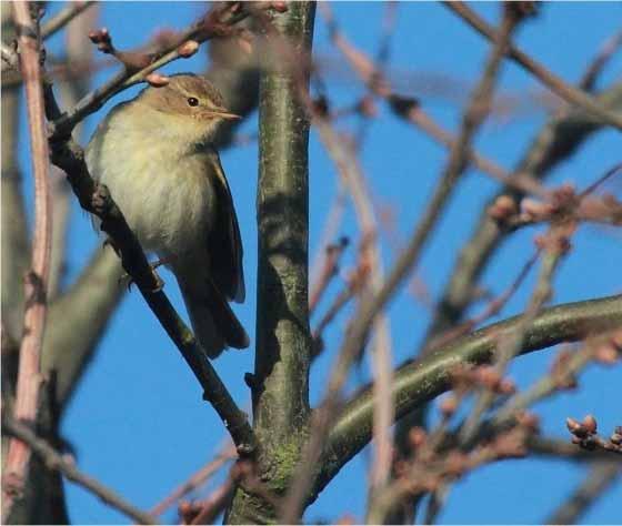 2014 Sightings: March 15th Wanstead Flats: 2 Sand Martin W over Alexandra Lake first thing (Tony Brown), 6-7 singing Skylark, 11-12 Meadow Pipit (3-4 singing), 3 Pied Wagtail, 3 singing Chiffchaff,
