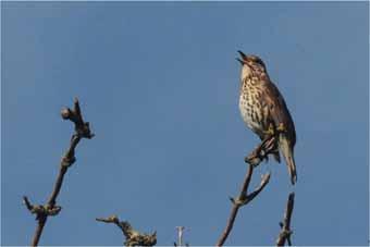 2014 Sightings: May 1st Wanstead Flats: Garden Warbler (Nick Croft) Wanstead Park: 2 Common Tern, Swift, Swallow, 3 Little Egret, 2 Lesser Whitethroat (Dan Hennessy/Bob Vaughan/Nick Croft) 2nd