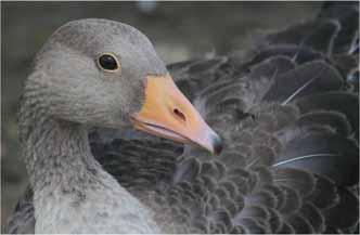 2014 Sightings: June 2nd Wanstead Flats: 4 Egyptian Goose, 2 m Gadwall, f Pochard, singing Garden Warbler, singing Lesser Whitethroat, Grey Wagtail over, 6 House Martin, 30 + Swift (Nick Croft)