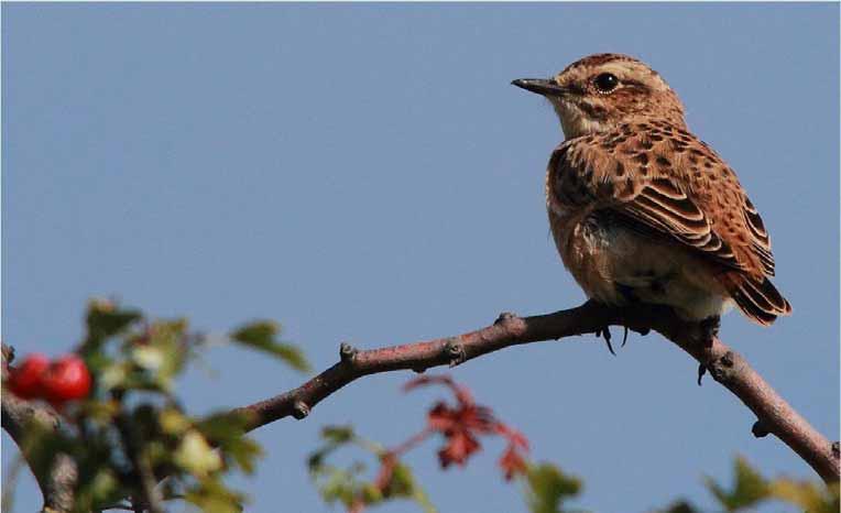 2014 Sightings: September 23rd Wanstead Flats: Jack Snipe (flushed from s shore of Alex), 3 Stonechat, 1 Whinchat, 15+ Chiffchaff, 5 Blackcap, 15 + Song Thrush, 6 Swallow, 30 + Meadow Pipit, 2 Grey