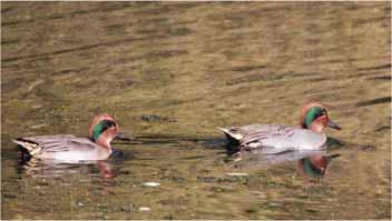 The systematic list Common Teal Scarce winter visitor First of autumn were two on Alex on 7/8.