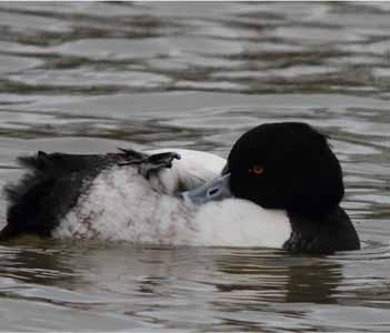 Tufted Duck Resident, with numbers increasing significantly in winter Coordinated waterbird counts produced the