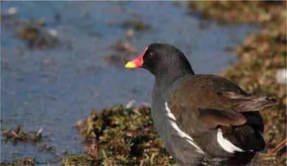The systematic list Water Rail Winter visitor The only bird in the