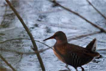 Moorhen Common resident Coordinated waterbird counts produced the