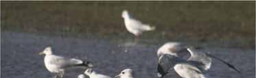 The systematic list Black-headed Gull Resident, with numbers increasing in winter Coordinated waterbird counts produced the following totals: Jan 612 Feb