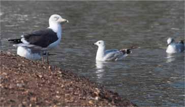 Great Black-backed Gull Scarce visitor Two on the Flats, 7/1. Kittiwake Rare visitor An exhausted adult was by Alex on 7/1.