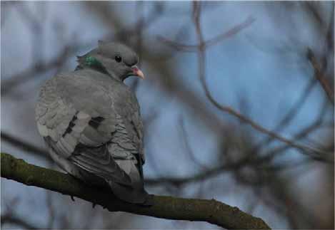 The systematic list Feral Rock Dove Common resident Stock
