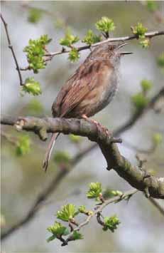 The systematic list Dunnock Common resident and passage migrant Robin Abundant resident and passage migrant Common Redstart Passage migrant in spring and autumn Two in spring: singles on Flats on