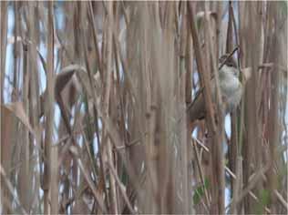 The systematic list Reed Warbler Scarce breeder Singing birds heard by Heronry Lake, 4/5, at Shoulder of Mutton from mid- May (possibly two singers on 12/5), by the Roding on 8/6, by Cat and Dog and