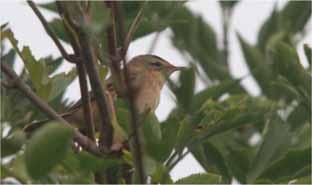 Blyth s Reed Warbler Rare vagrant One in the SSSI on 29/5 sang intermittently (but beautifully) from a patch of broom for much of the day, giving poor views on a handful of occasions.