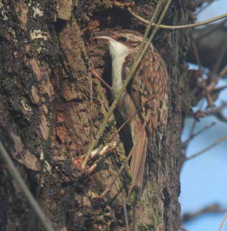 Treecreeper Rare visitor; former breeding species Two birds were in