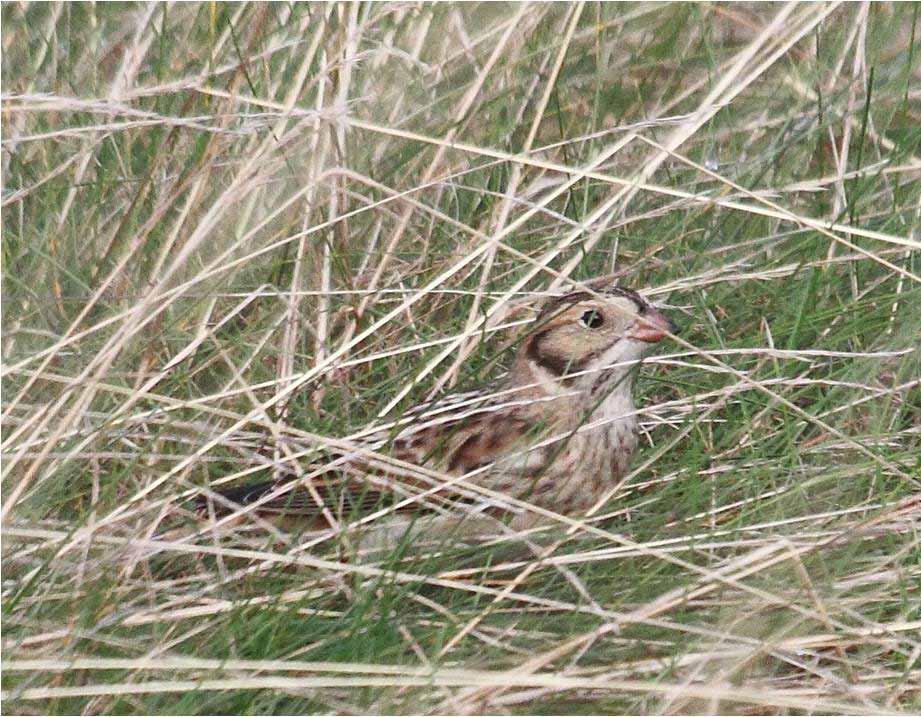 Lapland Bunting Rare visitor One south of Alex for two days, 16-17/10.
