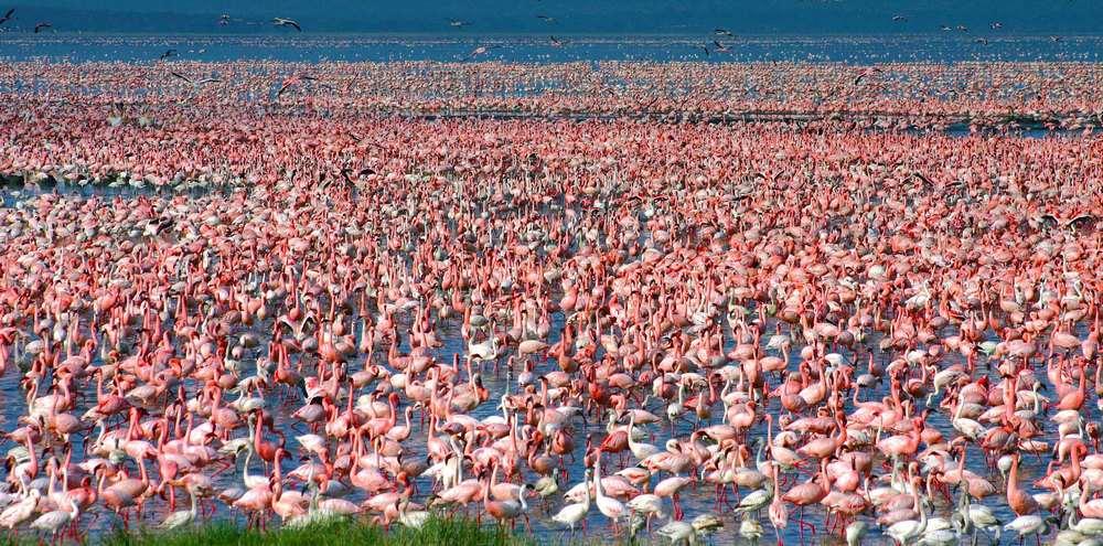 RBL Kenya - Budget Tour Itinerary 8 Lesser Flamingos by David Shackleford We will also have leisure to head across the plains to Siana Springs, on the eastern edge of the National Reserve.