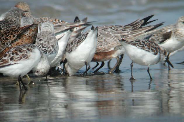 monitor and protect them. Find out how you can help with local monitoring by emailing shorebird@myfwc.